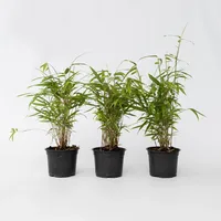Plant in a Box - 6 Stk - Fargesia