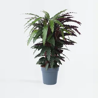 Plant in a Box - Korbmarante - Calathea 'Wavestar' - Höhe 90cm - Topf 27cm