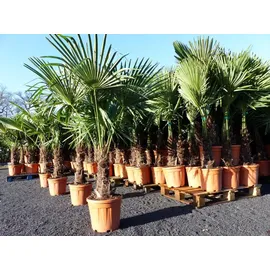 grünwaren XXL Palme winterhart 140 - 160 cm Trachycarpus fortunei, Hanfpalme,