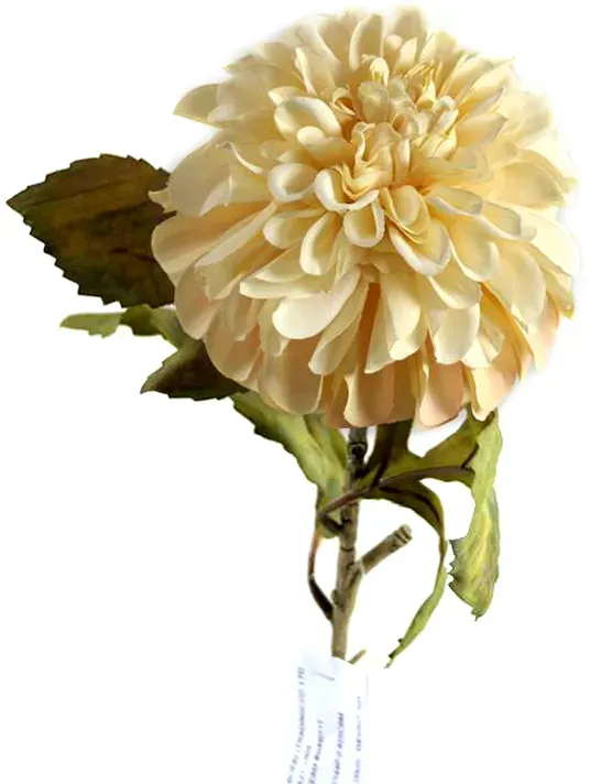 Dahlie 60cm creme