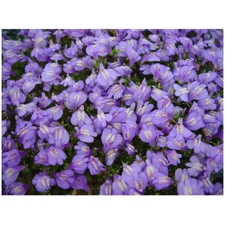1 x Mazus reptans (Winterhart/Staude/Bodendecker/Mehrjährig/Stauden) Lippenmäulchen - Eine farbenfrohe Grundlage für kreative Gartengestaltung - Trittfest - von Stauden Gänge