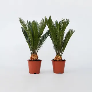 Plant in a Box - Sagopalmfarn - 2 Stk - Cycas revoluta - Höhe 45-60cm - Topf 15cm