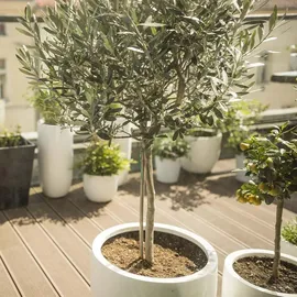 Bloomique - 2er-Set - Olea Europaea - Olivenbaum Echt - Gartenpflanzen Winterhart - Höhe 80-90 cm - Topf 19 cm
