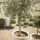 Bloomique - 2er-Set - Olea Europaea - Olivenbaum Echt - Gartenpflanzen Winterhart - Höhe 80-90 cm - Topf 19 cm