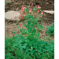 Pflanzen Für Dich Aquilegia canadensis, Wildakelei ca. 9x9 cm