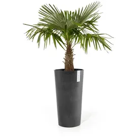 Ecopots Amsterdam Ø 34 x 66 cm Dunkelgrau