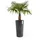 Ecopots Amsterdam Ø 34 x 66 cm Dunkelgrau