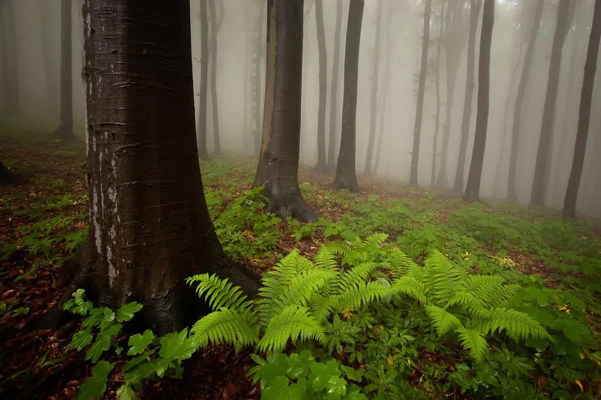 PAPERMOON Fototapete "Mystischer Wald" Tapeten Gr. B/L: 4 m x 2,6 m, Bahnen: 8 St., bunt (mehrfarbig) Fototapeten