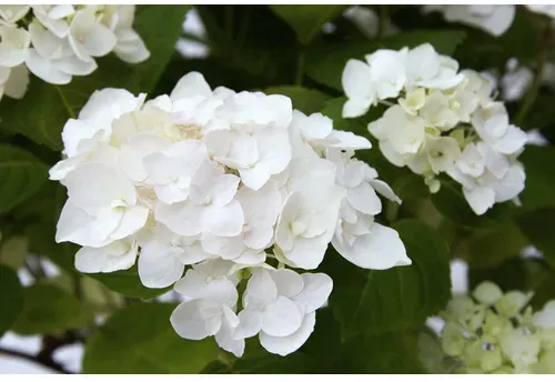 Endless Summer® Ballhortensie 'Endless Summer'® weiß, macrophylla, Topf: 23 cm, Blüten: weiß