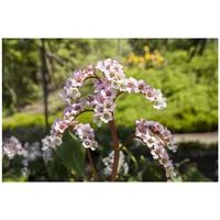 Pflanzen Für Dich Bergenia cordifolia 'Schneekönigin', Riesensteinbrech, weiß, ca.