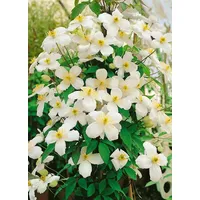 Pflanzen Für Dich Clematis montana Superba 2L 60- 100