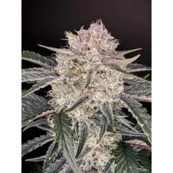 Strawberry Gorilla Auto | Autoflowering Hanfsamen von Fast Buds | 3 Hanfsamen