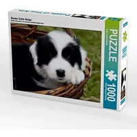 Calvendo Puzzle Border Collie Welpe 1000 Teile Lege-Größe 64x48cm Foto-Puzzle für glückliche Stunden