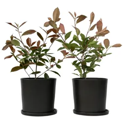 Plant in a Box Glanzmispel - Photinia fraseri Red Robin Höhe 30-40cm
