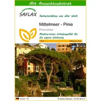 SAFLAX - Mittelmeer - Pinie - 6 Samen -