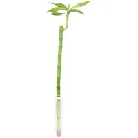 Flowerbox Value Greens Glücksbambus 'Lucky Bamboo' im Röhrchen Dracaena