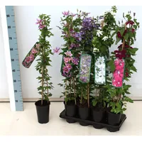 Pflanzen Für Dich Clematis Hybride 'Blekitny Aniol' 2L 60-