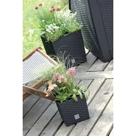 Prosperplast Rato Low 26,2 x 26,2 x 26,6 cm anthrazit