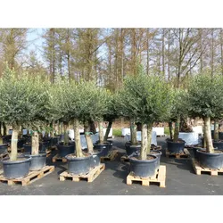 2x Olivenbaum Olive "60 Jahre" 200 - 240 cm, beste Qualität, Stammumfang 40 - 50 cm, winterhart, Olea Europaea