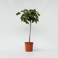 Plant in a Box - Ficus Carica Höhe 70-90cm