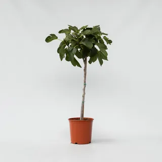 Plant in a Box - Ficus Carica Höhe 70-90cm - Topf 21cm