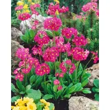 PlantaPro Primula rosea 'Gigas' 9x9 cm Topf – Winterhart, Mehrjährig, Pflegeleicht – Rosenprimel – Staude für Beet & Teichrand