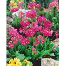 PlantaPro Primula rosea 'Gigas' 9x9 cm Topf – Winterhart, Mehrjährig, Pflegeleicht – Rosenprimel – Staude für Beet & Teichrand