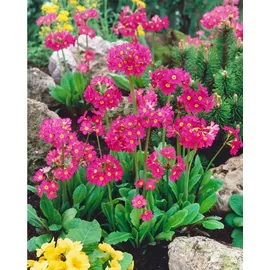 PlantaPro Primula rosea 'Gigas' 9x9 cm Topf – Winterhart, Mehrjährig, Pflegeleicht – Rosenprimel – Staude für Beet & Teichrand