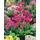 PlantaPro Primula rosea 'Gigas' 9x9 cm Topf – Winterhart, Mehrjährig, Pflegeleicht – Rosenprimel – Staude für Beet & Teichrand