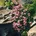 PlantaPro Bressingham Pink 9x9 cm Topf Winterhart Mehrjährig Pflegeleicht Balkan-Storchschnabel Bodendecker Beet Steingarten