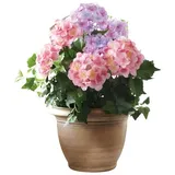 Dekoleidenschaft Kunstpflanze "Hortensie" im goldenen Topf, Dekopflanze, künstliche Deko Topfpflanze Hortensie, Dekoleidenschaft, Höhe 55 cm, Zierpflanze, Dekoblume, Kunstblume, Pflanze unecht für Wohnzimmer Büro bunt