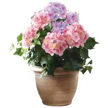 Dekoleidenschaft Kunstpflanze "Hortensie" im goldenen Topf, Dekopflanze, künstliche Deko Topfpflanze Hortensie, Dekoleidenschaft, Höhe 55 cm, Zierpflanze, Dekoblume, Kunstblume, Pflanze unecht für Wohnzimmer Büro bunt