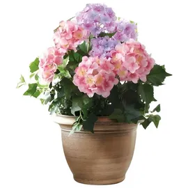 Dekoleidenschaft Kunstpflanze "Hortensie" im goldenen Topf, Dekopflanze, künstliche Deko Topfpflanze Hortensie, Dekoleidenschaft, Höhe 55 cm, Zierpflanze, Dekoblume, Kunstblume, Pflanze unecht für Wohnzimmer Büro bunt
