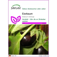 SAFLAX - Gemüse-Aubergine - Eierbaum - 20 Samen -