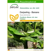 SAFLAX - Darjeeling - Banane - 5 Samen -