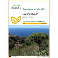 SAFLAX - Drachenbaum - 5 Samen - Dracaena Draco