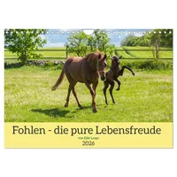 Calvendo Fohlen - die pure Lebensfreude (Wandkalender 2026 DIN
