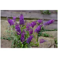 Pflanzen Für Dich Buddleja 'Buzz Pink Purple', Schmetterlingsflieder, pink-lila,
