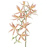 Kunstorchidee Künstlicher Brassia Orchideen Zweig ORELA, weiß-rot, 90cm Orchidee (Orchidee brassia), artplants rot