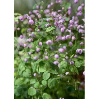 Pflanzen Für Dich Thalictrum delavayi 'Hewitt's Double', Wiesenraute, ca.