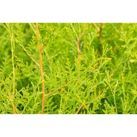 Pflanzen Für Dich Thuja occidentalis 'Brabant', Lebensbaum, immergrün, 80-100 cm