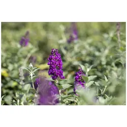 Buddleja 'Blue Chip' -S-, Schmetterlingsflieder, blau, 40–60 cm