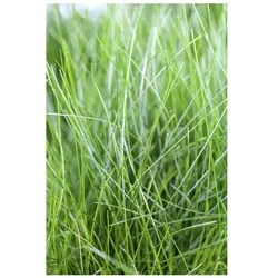 Eleocharis acicularis, Sumpf-Schachtelhalm, ca. 9x9 cm Topf
