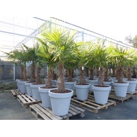 Grünwaren XXL Palme winterhart inkl. Pflanzkübel, 180 - 210 cm Trachycarpus fortunei, Hanfpalme, Top-Qualität