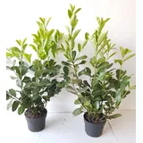 pflanzen-boering 10x Kirschlorbeer Genolia® 60-80 cm - Immergrüne Heckenpflanzen - für - Sichtschutz Pflanzen schnel...