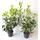 pflanzen-boering 10x Kirschlorbeer Genolia® 60-80 cm - Immergrüne Heckenpflanzen - für - Sichtschutz Pflanzen schnel...