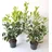 pflanzen-boering 10x Kirschlorbeer Genolia® 60-80 cm - Immergrüne Heckenpflanzen - für - Sichtschutz Pflanzen schnel...
