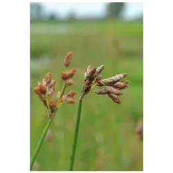 Scirpus lacustris, Teichbinse, ca. 9x9 cm Topf