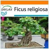 Saflax Garden in the Bag - Bonsai - - 100 Samen - Mit Anzuchtsubstrat im praktischen, selbst aufstellenden Beutel