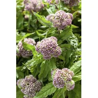 Pflanzen Für Dich Eupatorium cannabinum, Wasserdost, ca. 9x9 cm